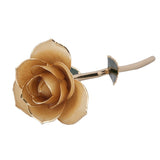 Cream Gold Dipped Rose