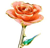 Rose Package - PICK YOUR COLOR (COMBO DEAL)