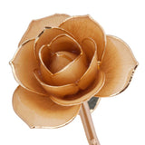 Cream Gold Dipped Rose